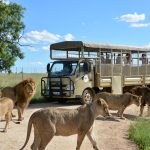 The Lion & Safari Park Is The Ultimate Family Day Out - Right On Joburg’s Doorstep